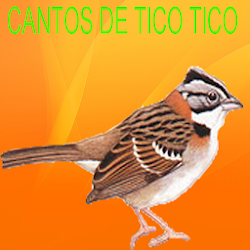 تطبيق Cantos de Tico Tico