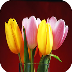تطبيق Tulip Wallpaper