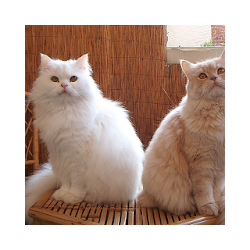 تطبيق Cat breeds