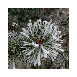 تطبيق Winter Wallpapers تنزيل تطبيق Winter Wallpapers Free لـ Android