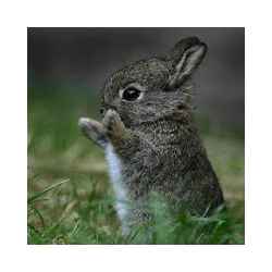 تطبيق صور مضحكه D