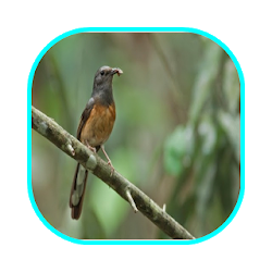 تطبيق Murai Batu Betina