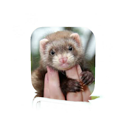تطبيق Ferret Care