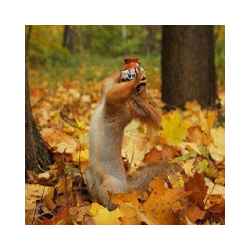 تطبيق صور مضحكه