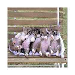 تطبيق gصور مضحكه