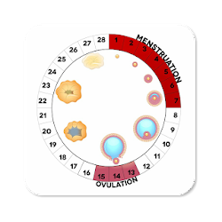 Track Your Menstrual Cycle