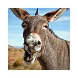 تطبيق Donkey Sounds