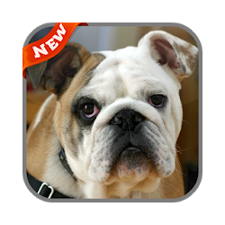 تطبيق Bulldog Wallpaper