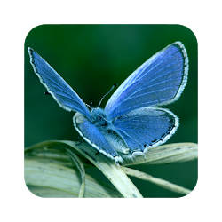 Butterfly HD Wallpaper
