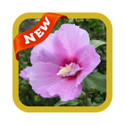 Cotton Rose Wallpaper