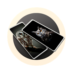 HD Little Owl Beautiful Wallpapers lt4Kgt