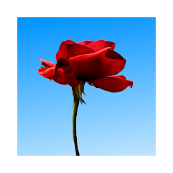 تطبيق Trick Selfie