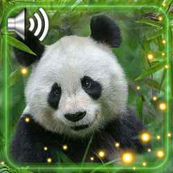 Panda HD Live Wallpaper