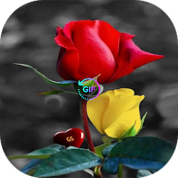 باقات ورد متحركة