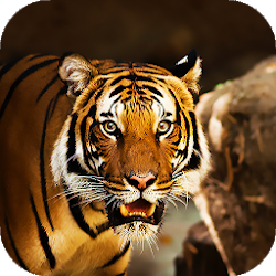 Animal Wallpaper backgrounds hd