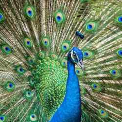 تطبيق Peacock Wallpaper