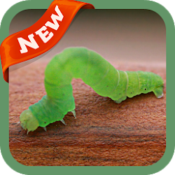 تطبيق Worm Wallpaper