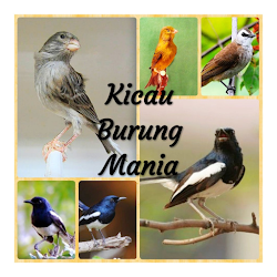 Masteran Burung Anis Kembang Gacor MP3