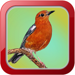 Masteran Burung Anis Merah