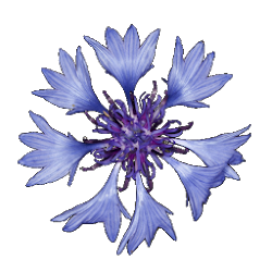 تطبيق Flore de poche