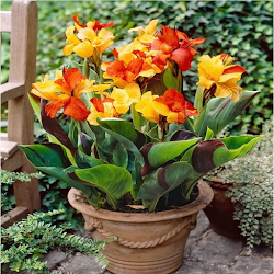 اطلس نباتات الزينة