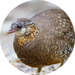 เสยงนกกระทาตอ