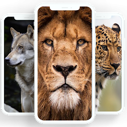 Animals wallpaper