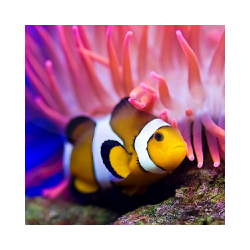 خلفيات بحر متحركة فيش - حوض سمك