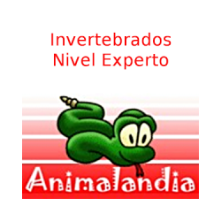 Animalandia Invertebrados Exp
