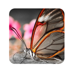 Butterfly Dream Wallpaper