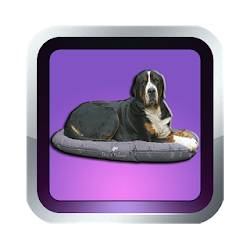 Hur Du Utbildar Din Hund Korrekt Och Mycket Enkelt