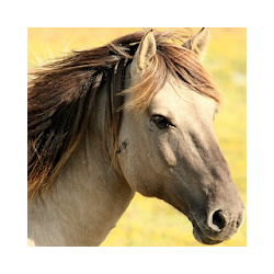 Andalusian Horse Wallpaper