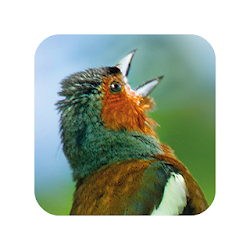 Fågelsång runt knuten