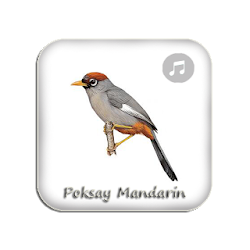 Kicau Poksay Mandarin Gacor Pikat