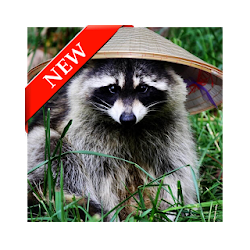 Raccoon Wallpapers HD