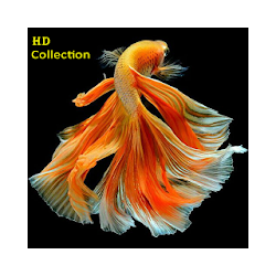 Best Betta HD Wallpaper Collection