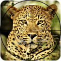 Big Cats Hunting Wild Cheetah Hunter Survival